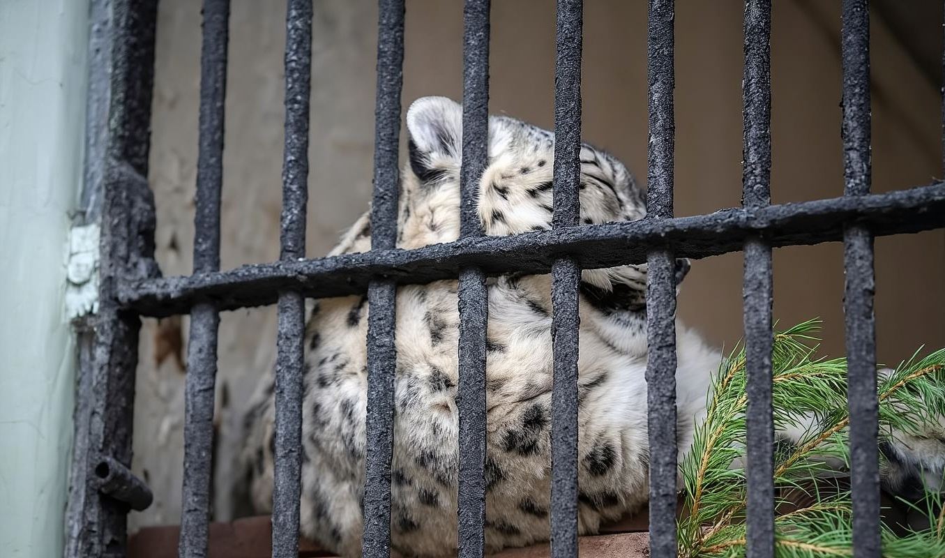 Leningradskiy Zoopark + Peter and Paul Fortress + Winter Palace + Savior on the Spilled Blood Day Tour