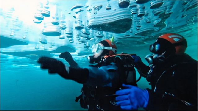 Катание на собачьих упряжках в поселке Листвянка, подледный дайвинг и плавание на льду Байкала|Дополнительно: индивидуальный трансфер/аренда автомобиля с водителем
