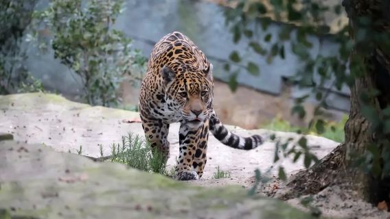 아르티스 동물원+블루 브리지+마담 투소 밀랍 인형 박물관+뒤집힌 박물관 당일 치기 여행