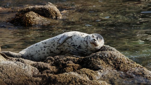 Victoria: Whale & Wildlife Watching Tour with Free Photos