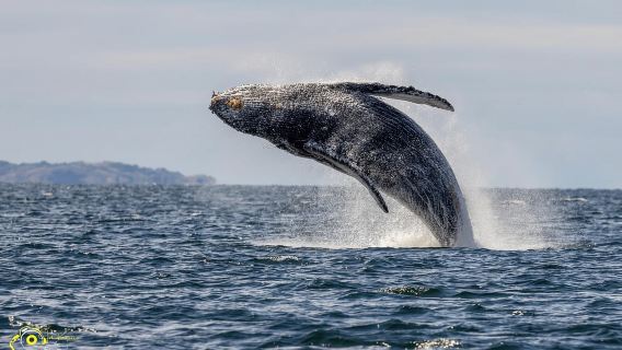 Campbell River: Tour de 4 horas para avistar ballenas y vida salvaje en barco cubierto