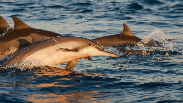 All-Inclusive Sunset Cruise & Dolphin Watching – Medulin