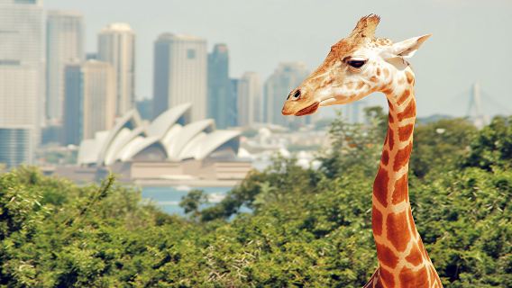 SydneyExperiences