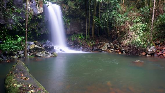 Glow Worms - Nocturnal Rainforest/Waterfall Adventure