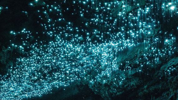 From Auckland: Waitomo Glowworm & Cave Explorer Small Group Tour
