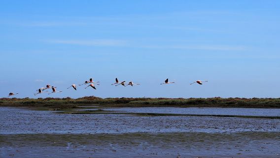 Bootstour – Vogelbeobachtung im Tejo-Naturreservat