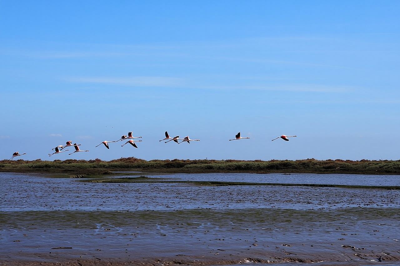 Boat Tour - Bird Observation in the Tejo Nature Reserve