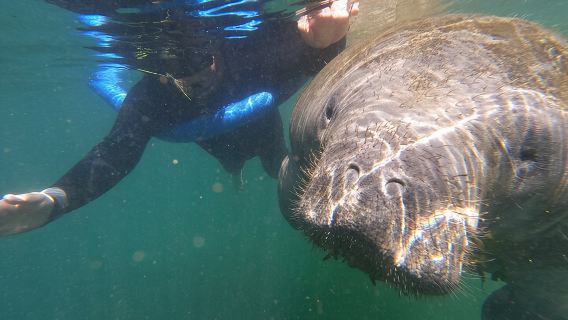 Semi-Private Manatee Swim Tour With In-Water Guide/Photographer