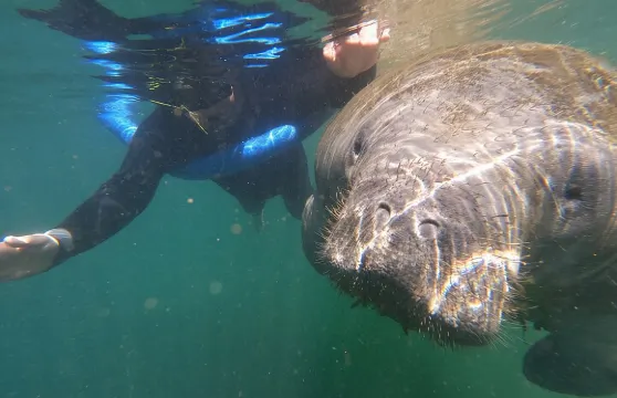 水晶河：半私人海牛游泳之旅（含暖氣船）
