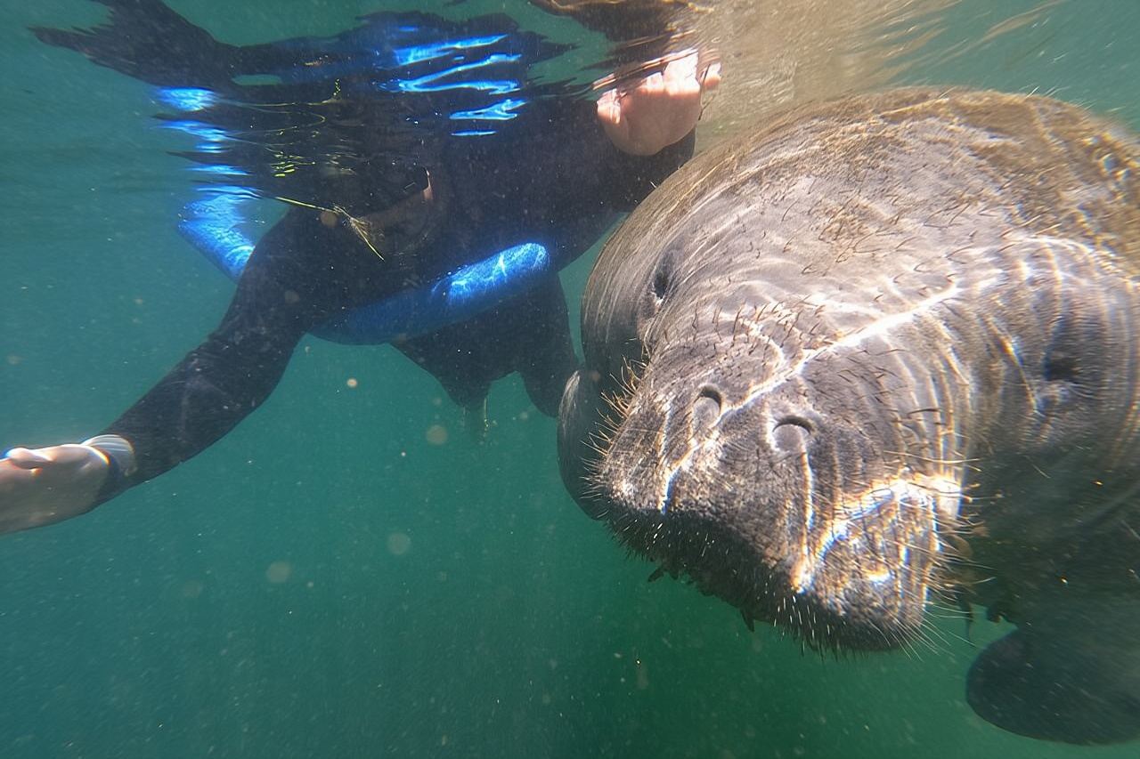 Crystal River: Semi-Private Manatee Swim Tour With Heated Boat