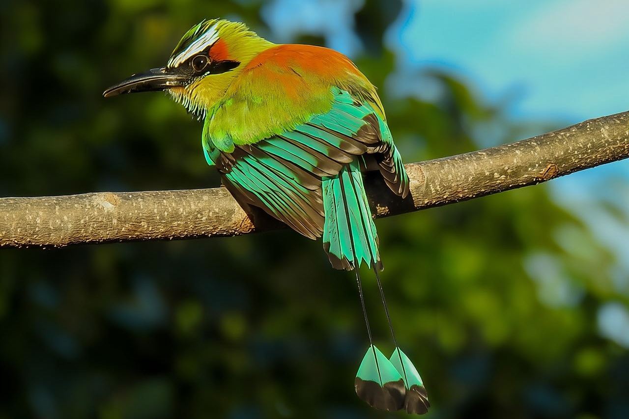 Birdwatching tour in Carara National Park