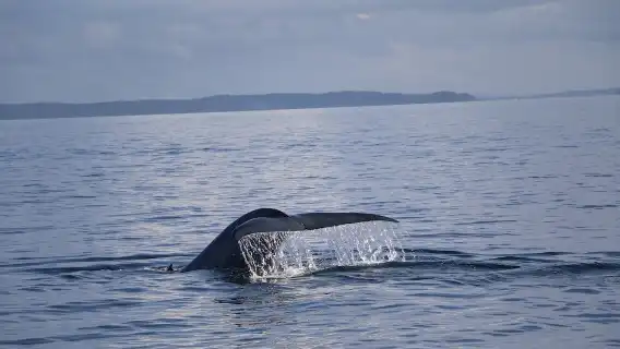 นิวซีแลนด์ เกาะเหนือ โอ๊คแลนด์ ชมวาฬอ่าวฮาอูรากี และล่องเรือชมโลมา