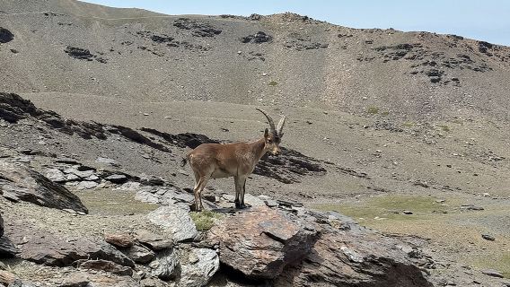 Sierra Nevada Vandreadventyr – Lille gruppe Op til 3.000 meter