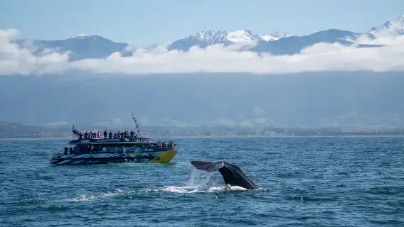 Christchurch + Kaikoura + Whale Watch Kaikoura [Whales, dolphins, and sea lions - see them all]