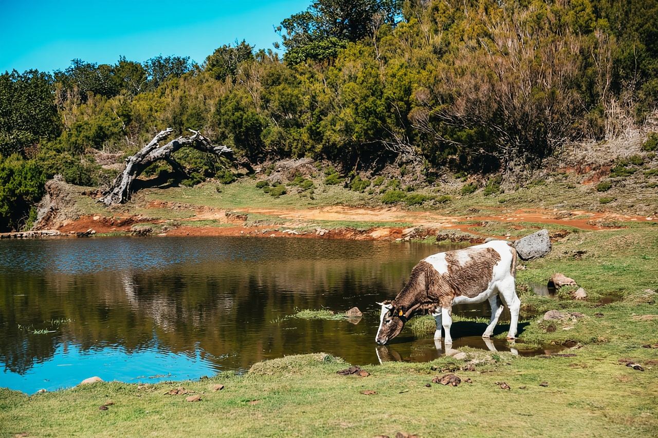 Da Funchal: gita di un giorno nella parte occidentale di Madeira e nella foresta di alloro