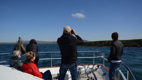 Reykjavik: Whale Watching and Dolphin Watching Yacht Cruise