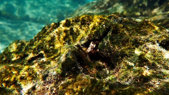 Lisboa: Experiencia de snorkel en la Reserva Marina con fotos