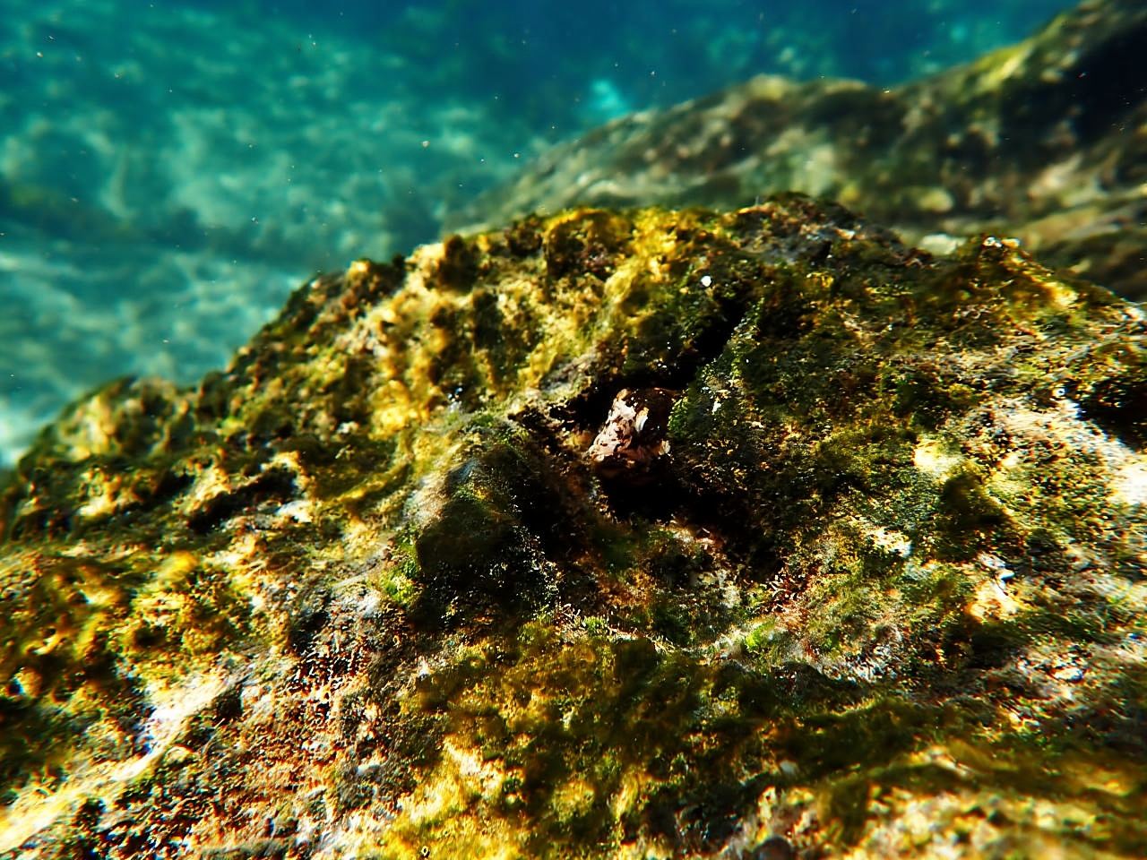 Lisbona: Esperienza di snorkeling nella Riserva Marina con foto