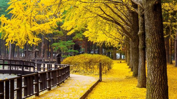 Dari Seoul: Perjalanan Sehari ke Pulau Nami, Taman Korea & Sepeda Rel