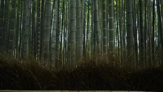 Kyoto: Early Morning Tour with English-Speaking Guide