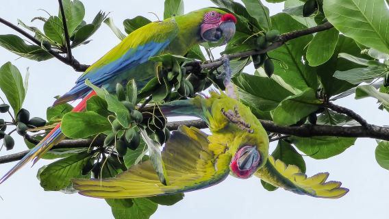 Tortuguero: tour en canoa, caminata nocturna y recorrido por el cerro