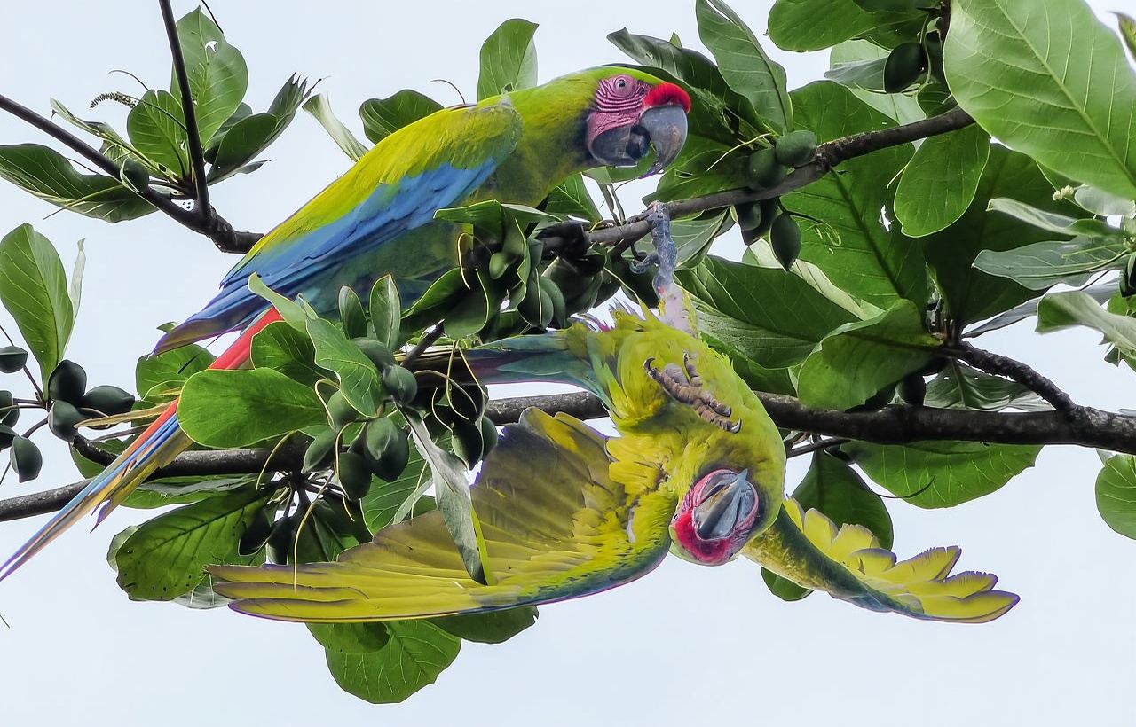 Tortuguero: Kanutour, Nachtwanderung und Tour auf dem Hügel