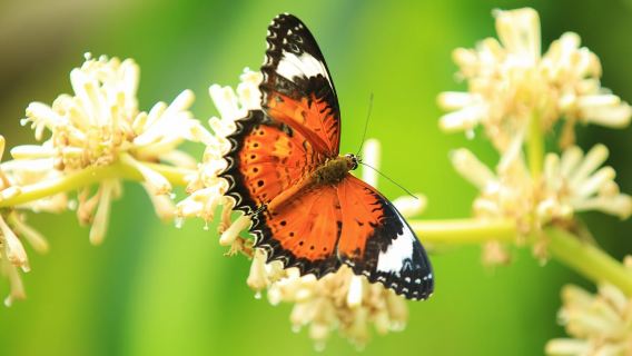 Kuranda: Australisches Schmetterlingsschutzgebiet