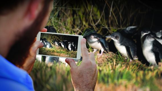 Guided Evening Penguin Viewing Otago Peninsula, Dunedin, New Zealand