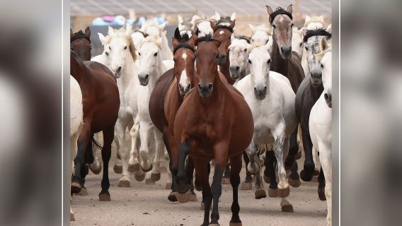 Sevilla Equestrian: The Story of A Champion