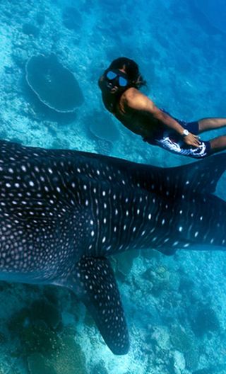 Cebu: Oslob Whale Shark Watching + Badian Kawasan Falls canyon adventure 1-day tour