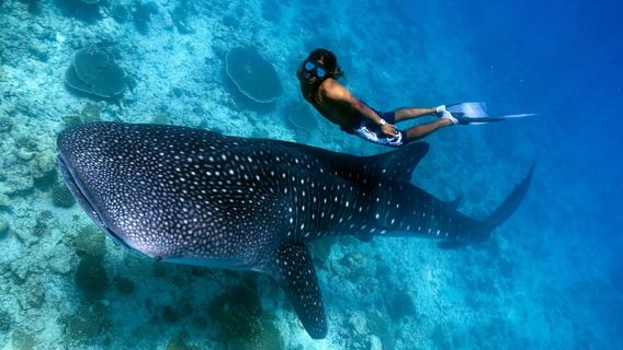 Cebu : Observation des requins-baleines à Oslob et canyoning aux chutes de Badian Kawasan