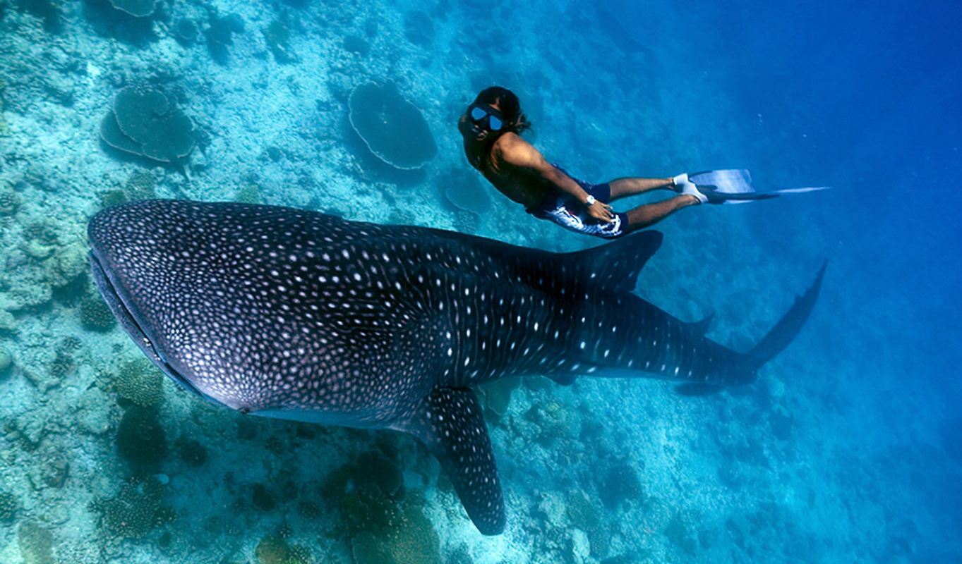 Cebu: Oslob Whale Shark Watching + Badian Kawasan Falls canyon adventure 1-day tour