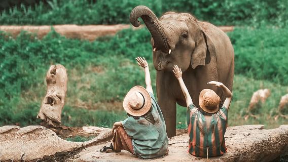 Phuket Thai Elephant Sanctuary 1-day tour with mud spa and charity elephant park, including island-wide transfers