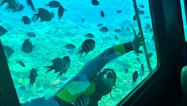 Egypt red sea glass-bottom boat tour 2 hrs with snorkeling among coral reefs and fish