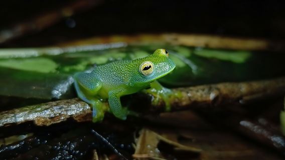 Night tour La Fortuna