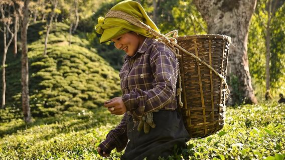 DarjeelingTours