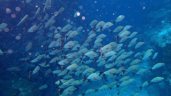 Sea Angling in Semporna, Malaysia [Multiple Fishing Options + Snorkeling|Equipment included|Private charter option available