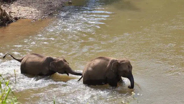 3-in-1: Doi Inthanon Tour, Elephant Sanctuary, and Trekking Trail