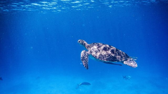 Khao Lak: Fantastica Escursione con Snorkeling alle Isole Similan nel Mare delle Andamane