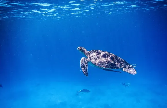 蔻立：哇安達曼海浮潛之旅前往斯米蘭羣島