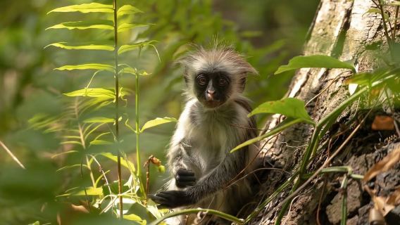 Jozani Forest & Paje Beach Trip with The Rock Restaurant