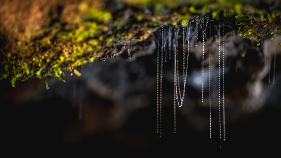 Te Anau: Glowworm Caves Guided Tour