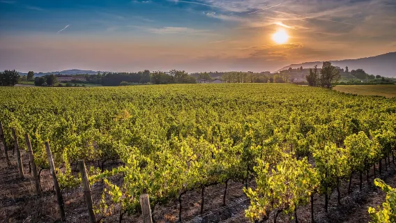 Ab Bergamo: Weintour in Franciacorta mit Mittagessen