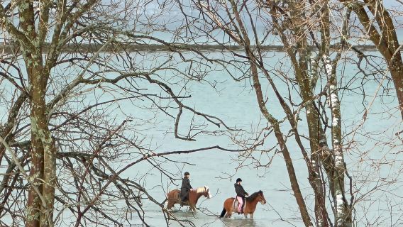 Tromsø: Horseback Riding Tour
