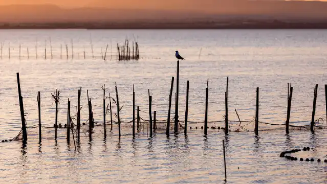 From Valencia: Albufera Natural Park with Sunset Boat Tour
