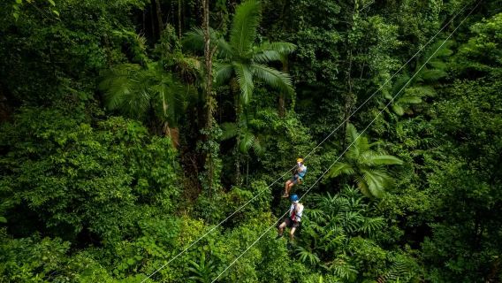 [Excursión mejorada] Excursión de un día a la selva tropical de Daintree en Cairns, tirolina en las copas de los árboles, Cabo Tribulación y crucero para ver cocodrilos