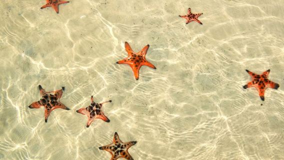 Rach Vem Starfish Watching Tour with Seafood Lunch