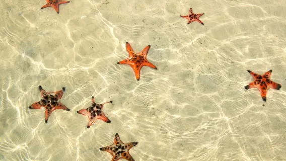 Phu Quoc Rach Vem, Reino de las Estrellas de Mar, Cua Can & Tour Grand World