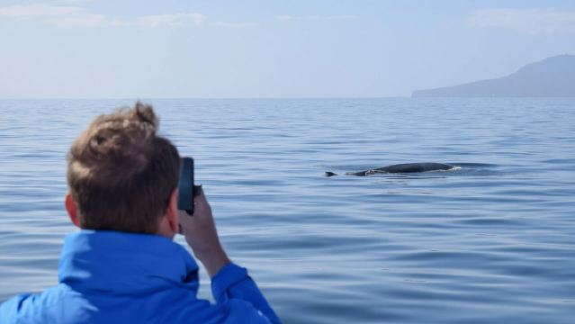 Pelayaran memerhatikan ikan paus dan lumba-lumba di Auckland, New Zealand (Mulakan perjalanan pemerhatian selama 4.5 jam bersama saintis marin berpengalaman)
