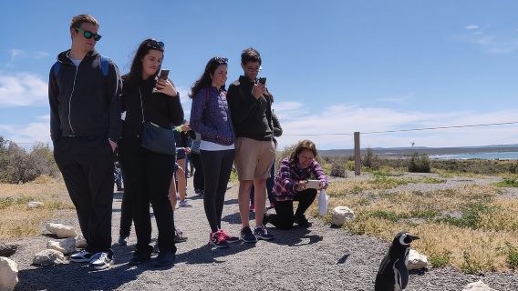 Cruise Shore Excursion Punta Tombo with Boxlunch from Pto Madryn